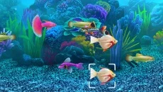 Fish Tycoon - дата выхода для BREW