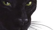 Paradise (2006) - дата выхода для PC