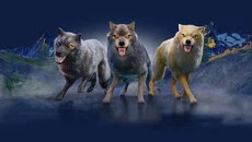 Wolf - дата выхода