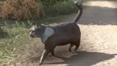 Peace Island - игра в жанре Приключение