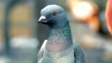 Pigeon Simulator - дата выхода для PC