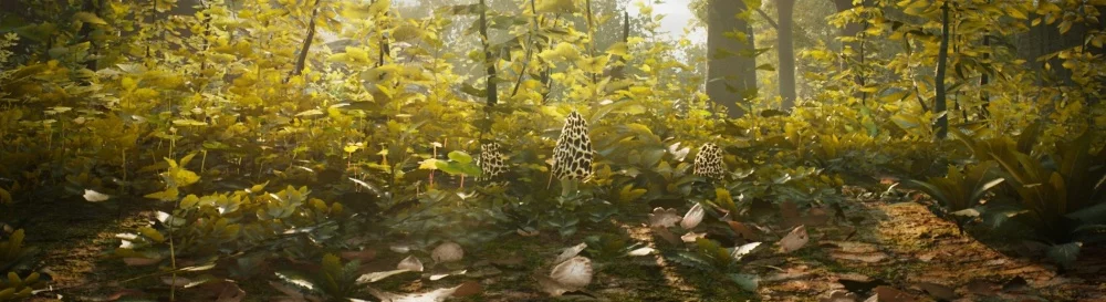 Цитаты из Morels: The Hunt