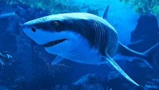 Glaciered - дата выхода