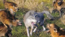 War and Magic похожа на War and Magic