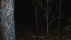 Paranormal Tales - дата выхода