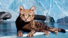 Super Cat Simulator - дата выхода