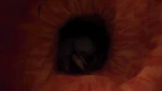 Revenge Of The Colon - дата выхода