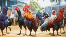 Rooster Fights - дата выхода