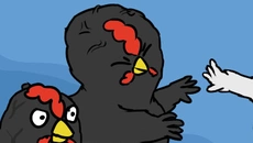 Broilers - дата выхода